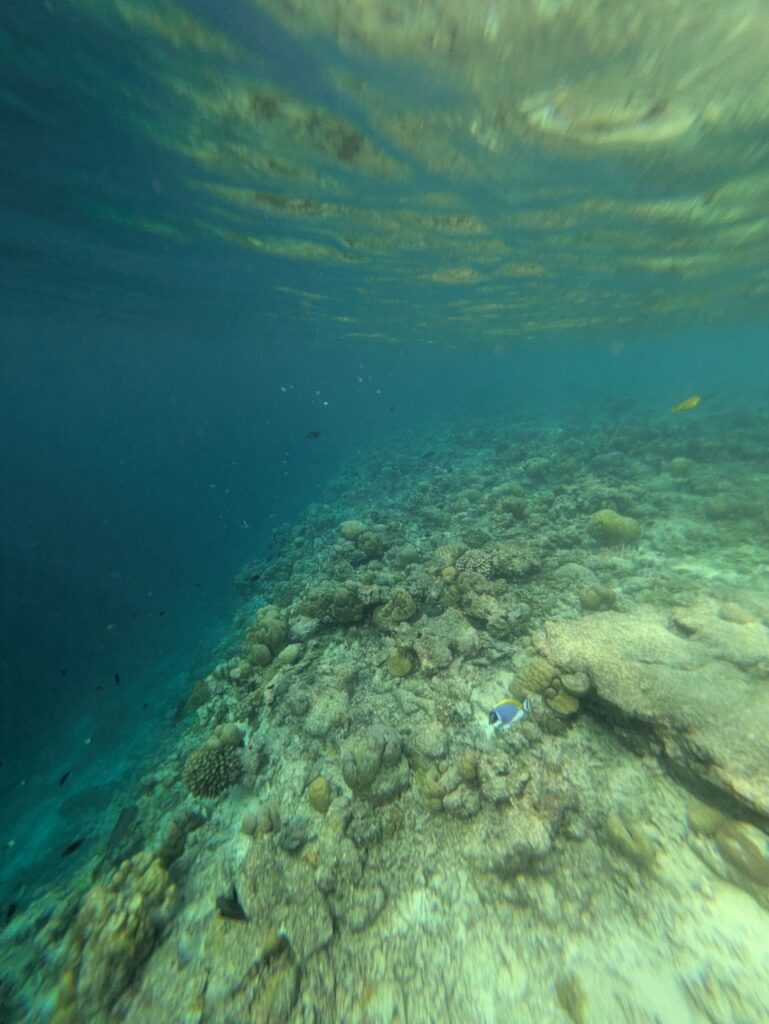モルディブの海で実際に撮影したサンゴ礁(シュノーケリング中の水中写真)