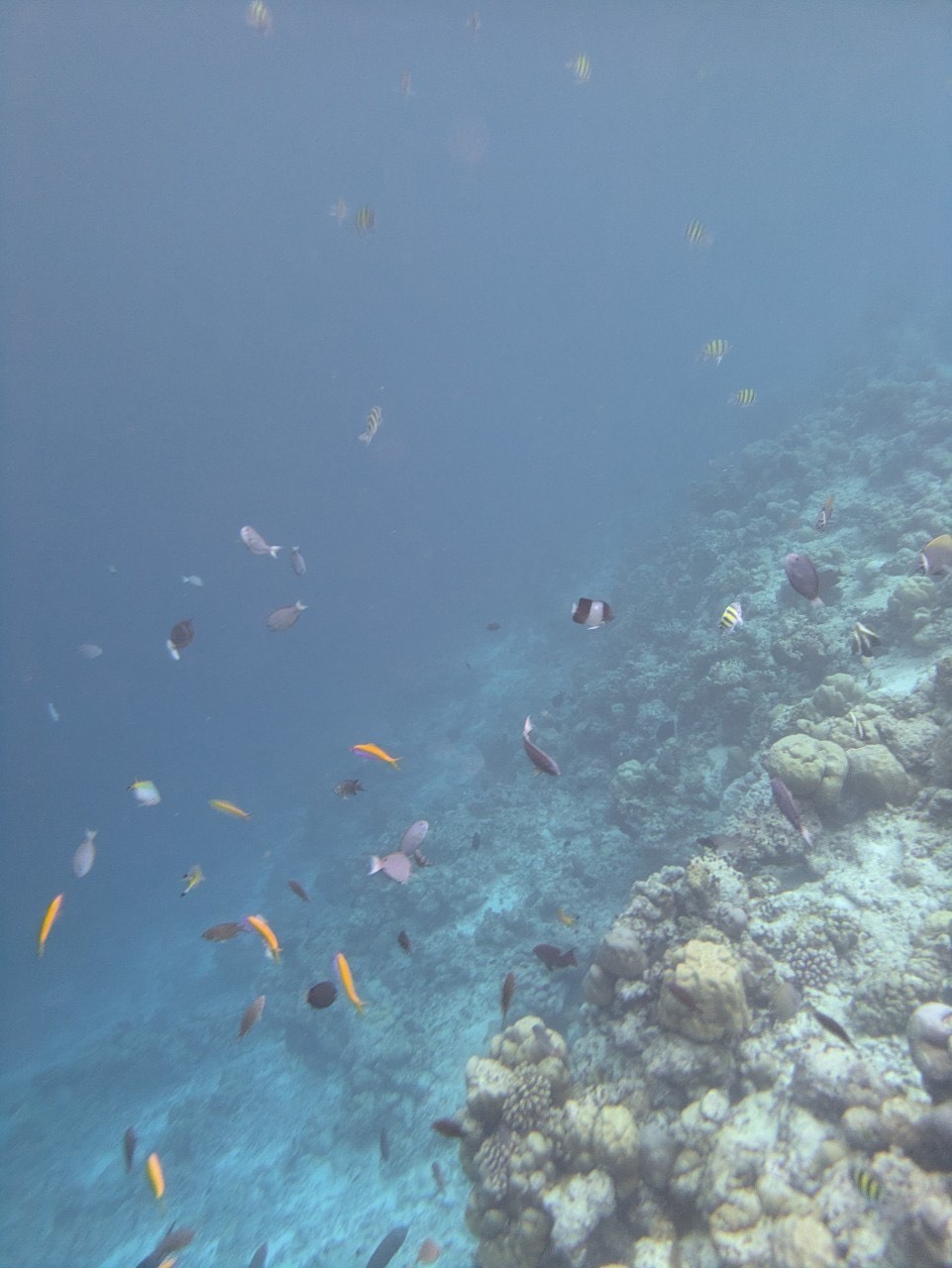 デュシタニ・モルディブのハウスリーフで撮影した熱帯魚とサンゴ礁