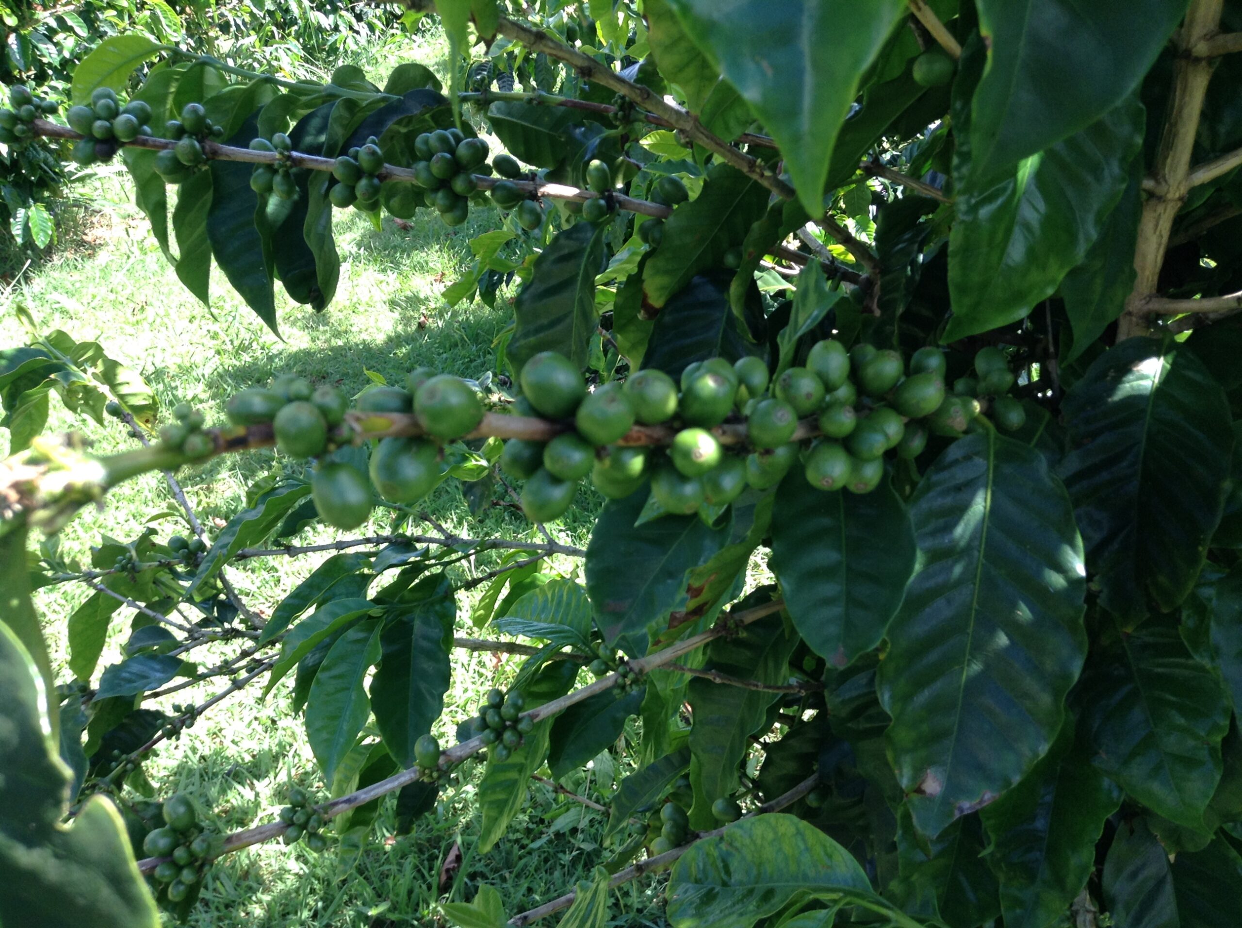 Green World Coffee Farm のコーヒーチェリー